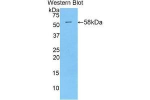 Western Blotting (WB) image for anti-Myxovirus Resistance Protein 1 (MX1) (AA 400-652) antibody (ABIN1859914) (MX1 Antikörper  (AA 400-652))