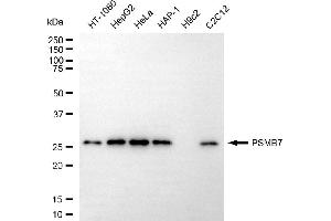 Western blotting analysis using PSMB7 antibody (ABIN7799955).