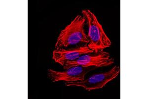 Immunofluorescence analysis of HepG2 cells using mouse Splunc2 antibody (green). (BPIFA2 Antikörper)