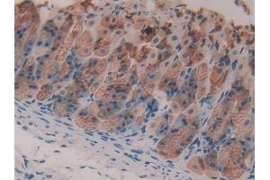 IHC-P analysis of Mouse Stomach Tissue, with DAB staining. (Intrinsic Factor Antikörper  (AA 31-288))