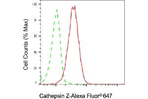 Flow cytometric analysis of cathepsin Z expression in HT- cells using cathepsin Z antibody (ABIN7797942), 1:2,000). (Rekombinanter Cathepsin Z Antikörper)