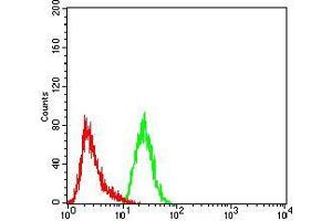 Flow cytometric analysis of HeLa cells using FOXP2 mouse mAb (green) and negative control (red).