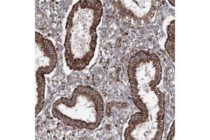 Immunohistochemical staining of human uterus, pre-menopause with PGAM5 polyclonal antibody  shows strong cytoplasmic positivity in glandular cells at 1:200-1:500 dilution.