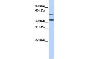 Western Blotting (WB) image for anti-Cytidine Monophosphate N-Acetylneuraminic Acid Synthetase (CMAS) antibody (ABIN2459239) (CMAS Antikörper)