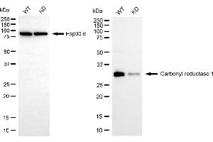 Western blotting analysis using carbonyl reductase 1 antibody (ABIN7797873). (CBR1 Antikörper)