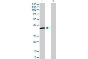 Western Blot analysis of FRG1 expression in transfected 293T cell line by FRG1 MaxPab polyclonal antibody.