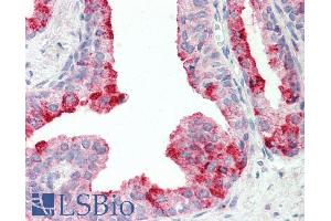 ABIN1781957 (5µg/ml) staining of paraffin embedded Human Prostate.