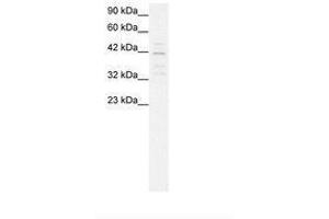 Image no. 2 for anti-Mortality Factor 4 Like 1 (MORF4L1) (AA 251-295) antibody (ABIN202346) (MORF4L1 Antikörper  (AA 251-295))