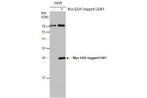 WB Image Non-transfected (–) and transfected (+) 293T whole cell extracts (30 μg) were separated by 12% SDS-PAGE, and the membrane was blotted with CD81 antibody , diluted at 1:1000. (CD81 Antikörper)