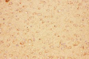 Anti-CNTF Picoband antibody,  IHC(P): Mouse Brain Tissue (CNTF Antikörper  (AA 2-200))