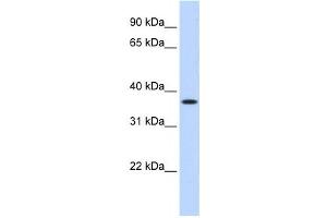 Western Blotting (WB) image for anti-Methylenetetrahydrofolate Dehydrogenase (NADP+ Dependent) 2, Methenyltetrahydrofolate Cyclohydrolase (MTHFD2) antibody (ABIN2458979) (MTHFD2 Antikörper)