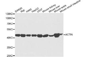 Western blot analysis of extracts of various cell lines, using ACAT1 antibody (ABIN5973073) at 1/5000 dilution. (ACAT1 Antikörper)