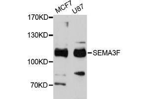 Western blot analysis of extracts of various cell lines, using SEMA3F antibody (ABIN4905112) at 1:3000 dilution. (SEMA3F Antikörper)