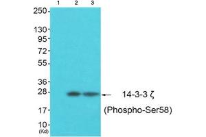 Western Blotting (WB) image for anti-14-3-3 zeta (YWHAZ) (pSer58) antibody (ABIN1847200) (14-3-3 zeta Antikörper  (pSer58))