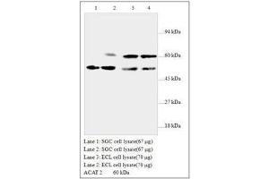 Image no. 1 for anti-Acetyl-CoA Acetyltransferase 2 (ACAT2) antibody (ABIN791348) (ACAT2 Antikörper)