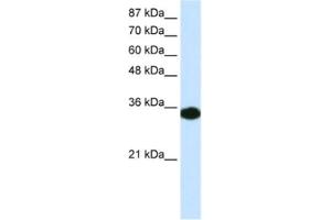 Western Blotting (WB) image for anti-Homeobox D4 (HOXD4) antibody (ABIN2460209) (HOXD4 Antikörper)