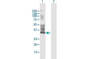 Western Blot analysis of MYEOV2 expression in transfected 293T cell line by MYEOV2 MaxPab polyclonal antibody. (MYEOV2 Antikörper  (AA 1-252))