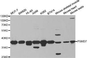 Western blot analysis of extracts of various cell lines, using PSMD7 antibody (ABIN5973092) at 1/1000 dilution. (PSMD7 Antikörper)