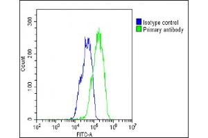 Overlay histogram showing HepG2 cells stained with (ABIN657553 and ABIN2846564)(green line). (Asparaginase Antikörper  (AA 165-193))