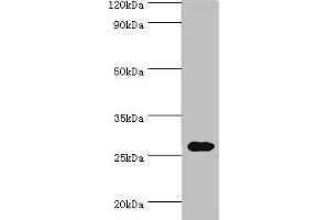 CRISP2 anticorps  (AA 22-243)