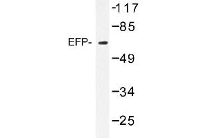 Image no. 1 for anti-Tripartite Motif Containing 25 (TRIM25) antibody (ABIN272231) (TRIM25 Antikörper)