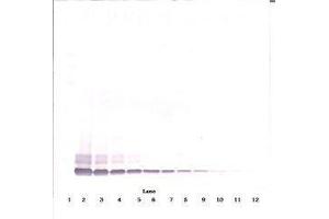 Image no. 2 for anti-Defensin, beta 104A (DEFB104A) antibody (ABIN465325) (DEFB104A Antikörper)