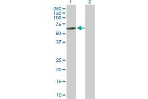 Western Blot analysis of LCK expression in transfected 293T cell line by LCK MaxPab polyclonal antibody.