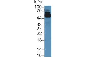 Western Blot; Sample: Human A549 cell lysate; Primary Ab: 5µg/ml Rabbit Anti-Mouse TrxR1 Antibody Second Ab: 0. (TXNRD1 Antikörper  (AA 374-577))