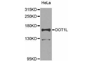 Western blot analysis of extracts of HeLa cells, using DOT1L antibody (ABIN5974758) at 1/1000 dilution. (DOT1L Antikörper)
