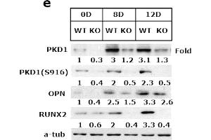 Western Blotting (WB) image for anti-Runt-Related Transcription Factor 2 (RUNX2) (AA 242-521) antibody (ABIN3016834)