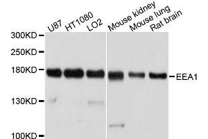 Western blot analysis of extracts of various cells, using EEA1 antibody. (EEA1 Antikörper)