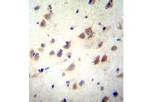 Immunohistochemistry analysis in formalin fixed and paraffin embedded human brain tissue reacted with GRIN3B Antibody (C-term) followed by peroxidase conjugation of the secondary antibody and DAB staining. (GRIN3B Antikörper  (C-Term))