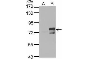 WB Image Western Blot analysis of ARNTL expression in transfected 293T cell line by ARNTL polyclonal antibody. (ARNTL Antikörper)