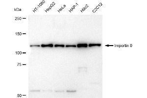 Western blotting analysis using Importin 9 antibody (ABIN7799024). (Rekombinanter Importin 9 Antikörper)