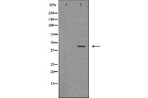 Western blot analysis of SW480 cell lysate, using HSD17B2 Antibody.