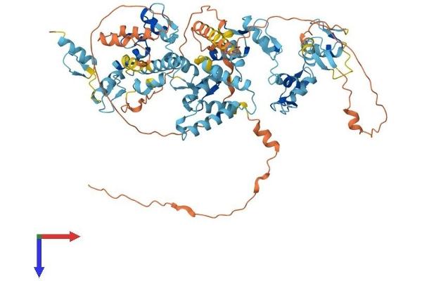 ZNF483 Protein (AA 1-744) (His tag)