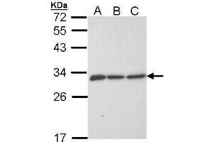 WB Image Sample (30 ug of whole cell lysate) A: 293T B: A431 , C: H1299 12% SDS PAGE antibody diluted at 1:1000 (ERP29 Antikörper)