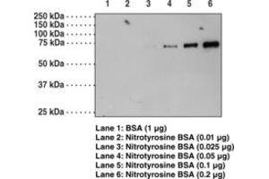 Image no. 1 for anti-Nitrotyrosine antibody (ABIN6756697) (Nitrotyrosine Antikörper)