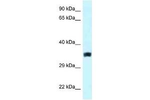 Western Blot showing SLC25A33 antibody used at a concentration of 1. (SLC25A33 Antikörper  (Middle Region))