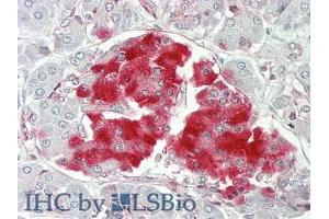 IHC-P analysis of Human Pancreas Tissue, with HE staining. (PTPRN Antikörper  (AA 368-575))