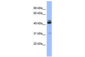 Image no. 1 for anti-SH3-Domain GRB2-Like 1 (SH3GL1) (AA 71-120) antibody (ABIN6741666) (SH3GL1 Antikörper  (AA 71-120))