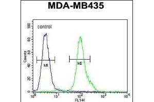 MYCT1 Antibody (C-term) (ABIN654473 and ABIN2844207) flow cytometric analysis of MDA-M cells (right histogram) compared to a negative control cell (left histogram). (Myc Target 1 Antikörper  (C-Term))