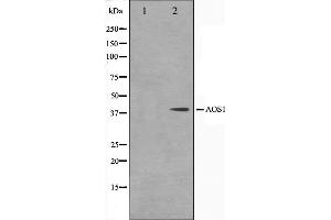 Western blot analysis on 293 cell lysate using AOS1 Antibody,The lane on the left is treated with the antigen-specific peptide. (SAE1 Antikörper  (Internal Region))