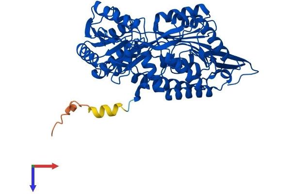 ALDH1A2 Protein (AA 1-518) (His tag)