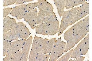 ABIN7093979 and ABIN7098023 at 1/100 staining Mouse kidney tissue by IHC-P. (RNASEH2C Antikörper  (Internal Region))