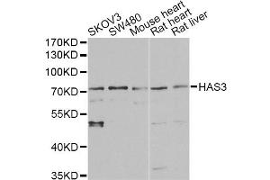 Western blot analysis of extracts of various cell lines, using HAS3 antibody. (HAS3 Antikörper)
