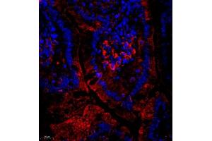 Immunofluorescent analysis of paraffin embedded mouse small intestine using CUBN (ABIN7073601) at dilution of 1: 650 (CUBN Antikörper)