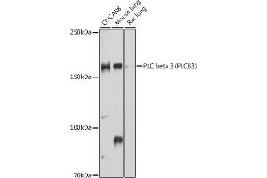 Western blot analysis of extracts of various cell lines, using PLC beta 3 (PLC beta 3 (PLCB3)) antibody (ABIN6134972, ABIN6145749, ABIN6145750 and ABIN6214407) at 1:1000 dilution. (PLCB3 Antikörper  (AA 1050-1150))