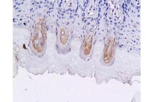 Formalin-fixed and paraffin embedded fungiform papillae of rat tongue labeled with Anti-GLP-1 (7-36) Polyclonal Antibody, Unconjugated 1:200 followed by conjugation to the secondary antibody and DAB staining