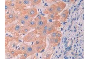 Detection of RNLS in Human Liver Tissue using Polyclonal Antibody to Renalase (RNLS) (RNLS Antikörper  (AA 160-319))